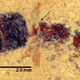 Illustration for article titled A Fossilized Ancient Ant Queen Emerges From a 46-Million-Year-Old Rock